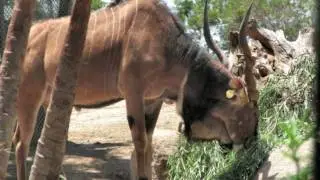 Our Trip to The San Diego Zoo