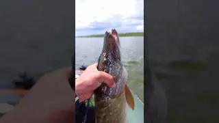 щука,судак,окунь