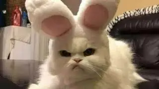 Самые смешные ПРИКОЛЫ с котами.#коты#приколы#приколыскотами#смешныекоты#видео#like#youtube#hilarious