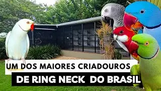 WE WENT TO THE PARROT FARM | BREEDING RING NECK, CONGO PARROT, ROSELLAIR ETC.