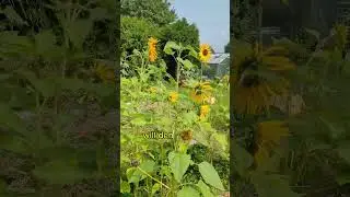Alte Bauernregel für September und Herbstanfang Sonne #bauernregel #september #wetter