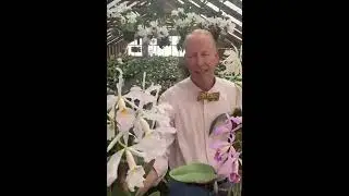 Cattleya maxima - Part 2: The Lowland's