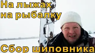 На лыжах на рыбалку и сбор шиповника.Первый выход на лыжах в 2021 году.