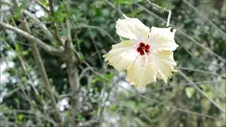 Nozinho | RECORDA TE | 1911