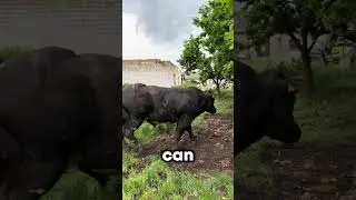 Never Feed Your Cow Meat 