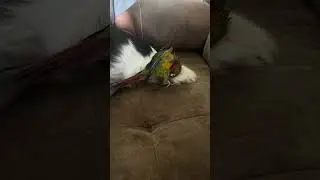Chicko man 🦜 is abusing his power part 1 😂
