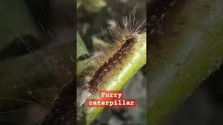 Furry caterpillar