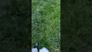 A fehér ruha 