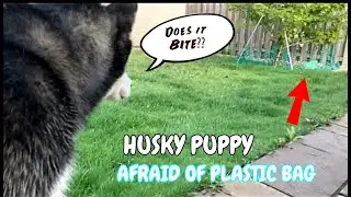 My Husky Puppy Got Scared of a Plastic Bag!
