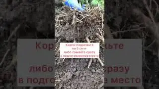 Как пересадить Пион?