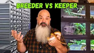 What's the BIG Difference Between keeping Snakes as a breeder and Keeping them as a Pet owner?