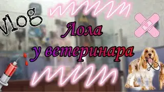 ВЛОГ: ЕДЕМ к ВЕТЕРИНАРУ ||| Моей ЛОЛЕ ПЛОХО 😢