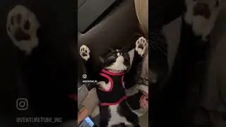 SWEETEST Cat PRAYING to the ALMIGHTY! ❤️🥰 #cats #god #prayer #heartfelt #insprirational