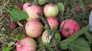 Купили насос 👍В селе у СВЕКРУНЬКИ !!!