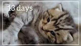 Кошенятам 13 днів. Вже відкриваються очі 😍 4K