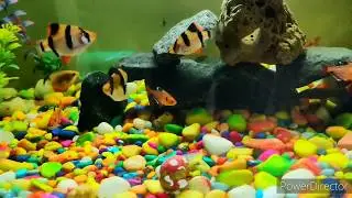 My Aquarium setup🐠
