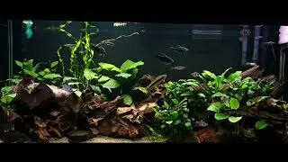 Community Aquarium fish get live food. 
