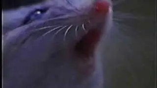 A Howling Mouse!!