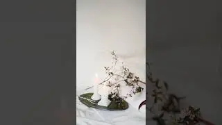 No Copyright Shorts - Candles and Flowers on a Tray - No Copyright Zone