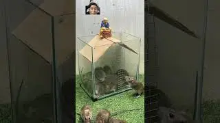 Rat Trap 88, Very simple but highly effective #shoprts