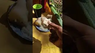 AKHIRNYA SINGKONGNYA MATANG JUGA. Wah bantu subscribe yh #shortsvideo #ngebolang #camping #flog