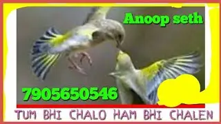 Tum bhi chalo hum bhi chalein song sing by anoop seth 7905650546