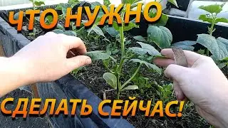 Что нужно сделать с огурцами перед цветением