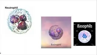 What are types of blood cells?