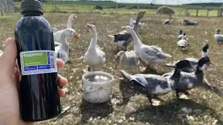 Йодинол - И ВАША ПТИЦА БУДЕТ ЗДОРОВА !! Инструкция по применению