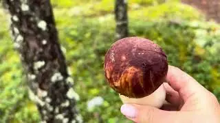 12 08 24 сумашедшая грибалка#12 08 24 Crazy mushroom#лес #белые
