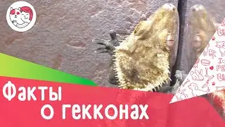 5 интересных фактов о гекконах