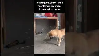 Cachorro caramelo #animais #animaisengraçados