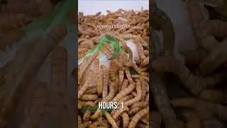 10 000 Mealworms vs. Seaweed Sushi