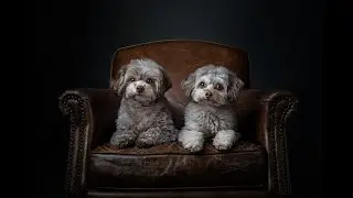 How to get started and use Fur Babies in Photoshop to edit dog portrait