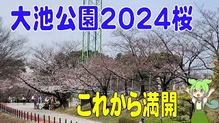 大池公園の桜まつり2024をずんだもんがサクッと解説 もうすぐ満開 4/2撮影