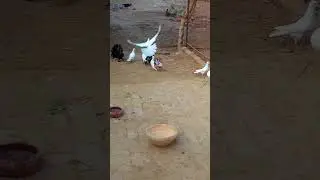 #zahidZHB