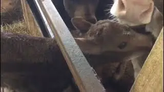 Обновление в семье