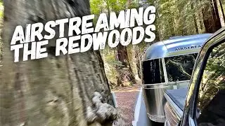 We Spent One Night Inside a Redwood Forest