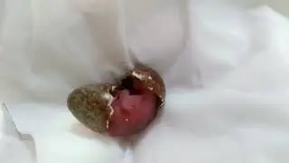 detik2 telor burung murai batu menetas