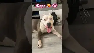 Амстафф Москва Жара +35 