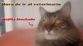 Hora de ir al veterinario 🐱💉