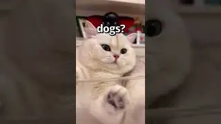 DOGS vs CATS Who Did it Better 😱 | Wholesome Animals