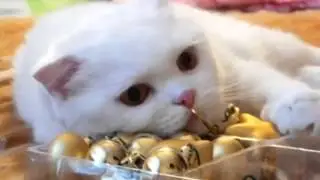 I Gry.котята