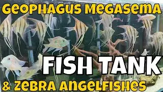 The Splendor of Geophagus Megasema and Zebra Angelfishes: A Captivating Aquarium Showcase