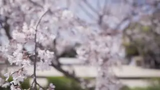 Nature  MotionElements cherry blossom 4k