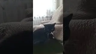 Антоша котик вселенной