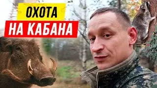 HUNTING for wild boar from a tower | Secrets of HUNTING from a tower | Feeding platform