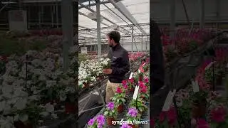 David Tamarit - Vinca Cora XDR | Viridalia 2024