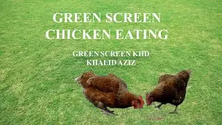 GREEN SCREEN   CHICKEN EATING//GREEN SCREEN KHD