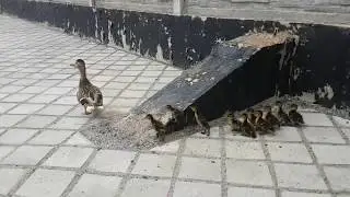 Утка ( с утятами ) с  выводком - HD Duck ( with ducklings ) with brood - HD